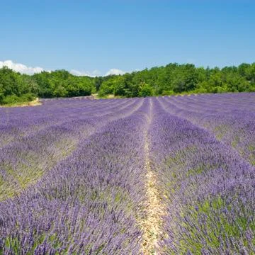 Lavender field Stock Photos