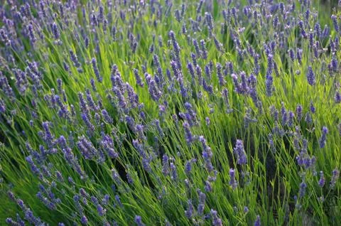 Lavender field Stock Photos