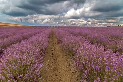 Lavender field Foto stock