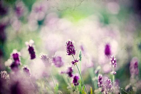 Lavender in the field Stock Photos