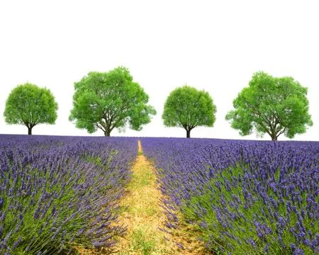 Lavender field Stock Photos