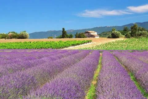 Lavender field Stock Photos