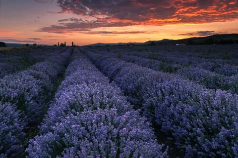 Lavender field Stock-Fotos