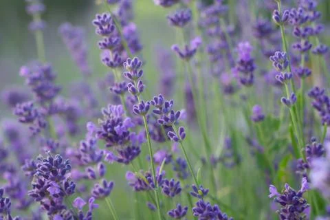 Lavender field Stock Photos