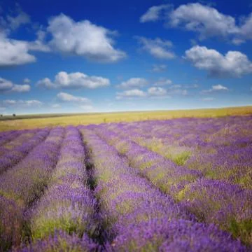 Lavender field Stock Photos