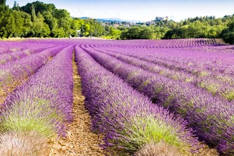 Lavender field Stock Photos