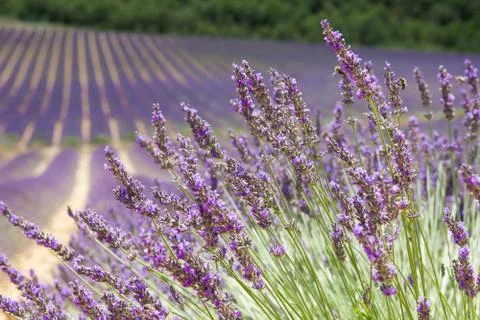 Lavender field Stock Photos