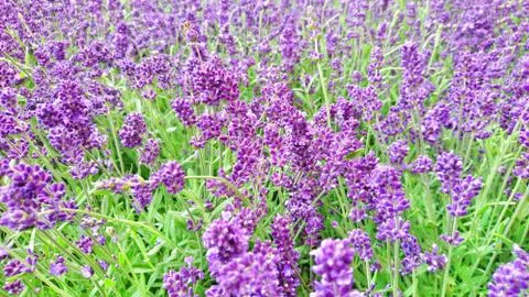 Lavender field 库存照片