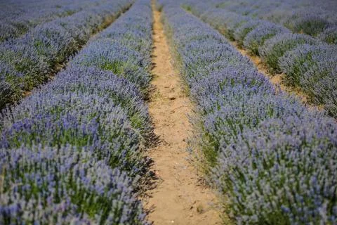 Lavender field Foto stock