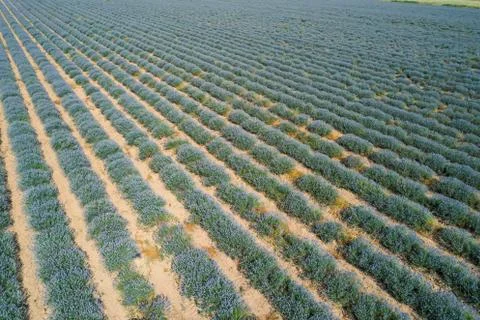 Lavender field Stock Photos