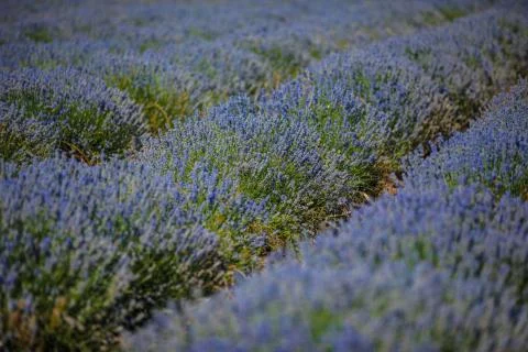 Lavender field Stock Photos