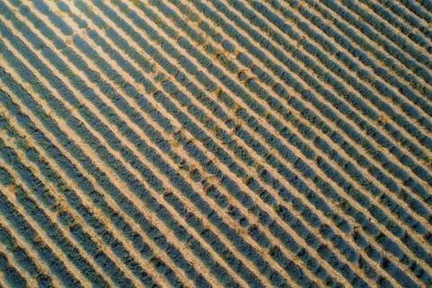 Lavender field Stock Photos