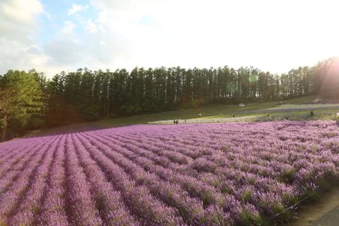 Lavender field Stock Photos