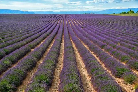 Lavender field Stock Photos