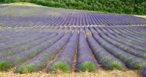 Lavender field 스톡 사진