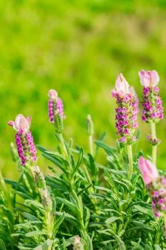 Lavender field Stock Photos