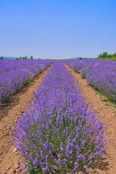 Lavender Field Foto stock