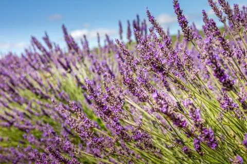 Lavender field Fotos de archivo