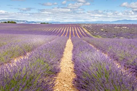 Lavender field Foto stock