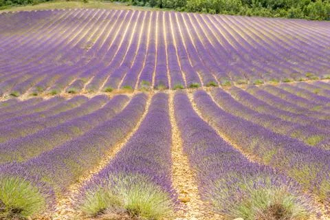 Lavender field 스톡 사진
