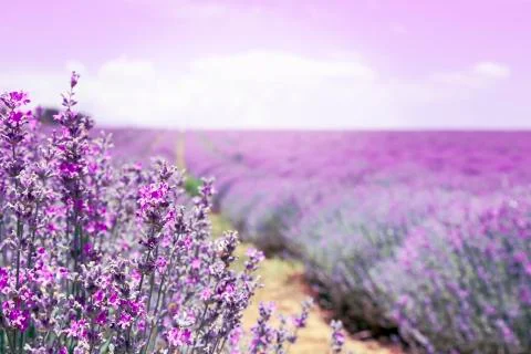 Lavender field Stock Photos