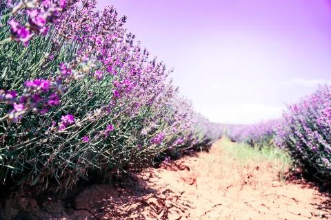 Lavender field Stock Photos