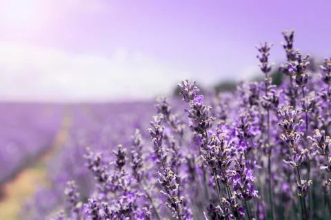Lavender field Stock Photos