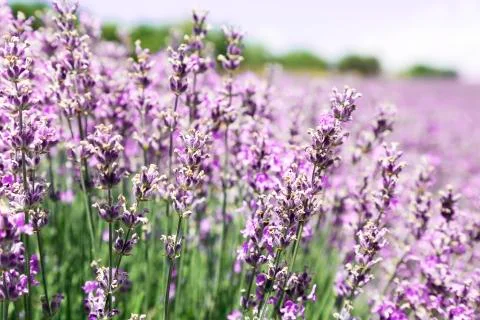 Lavender field Stock Photos