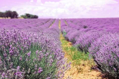 Lavender field Stock Photos