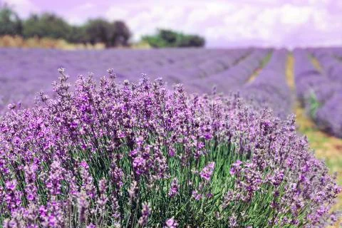 Lavender field Stock Photos