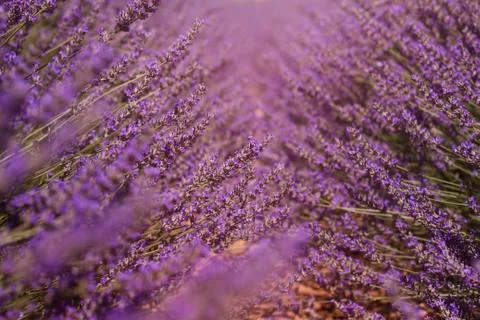 In the lavender field Stock Photos