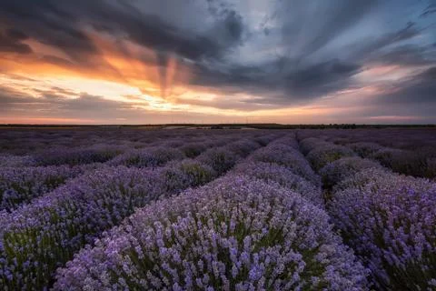 Lavender field 스톡 사진