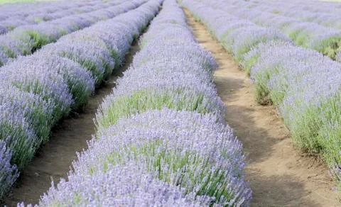 Lavender field Stock Photos