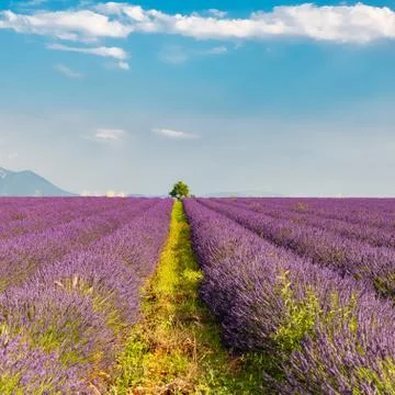 Lavender field Stock Photos