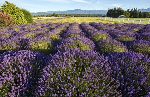 Lavender field Stock Photos