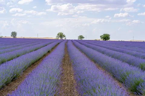Lavender field. Stock Photos