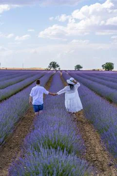 Lavender field. Stock Photos