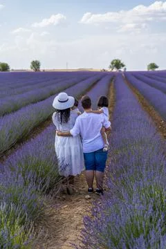 Lavender field. Stock Photos