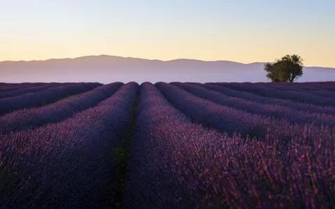 Lavender field Stock Photos