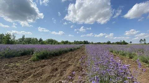 Lavender field Stock Photos
