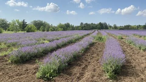 Lavender field Stock Photos
