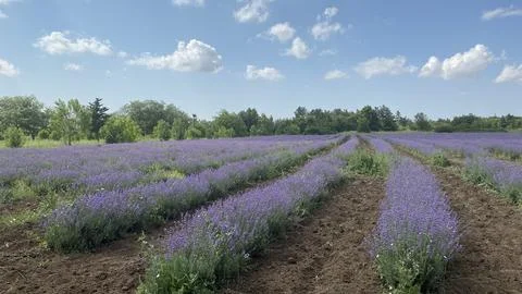 Lavender field Stock Photos