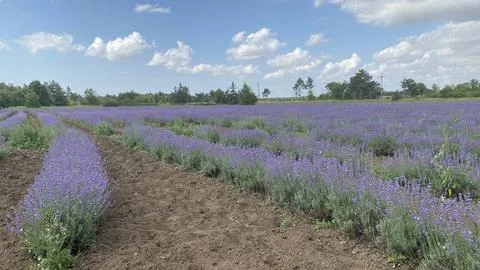 Lavender field Stock Photos