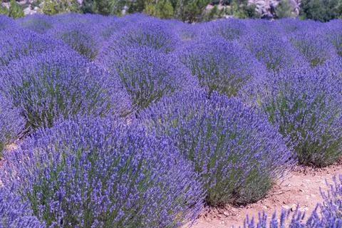 Lavender field Stock Photos