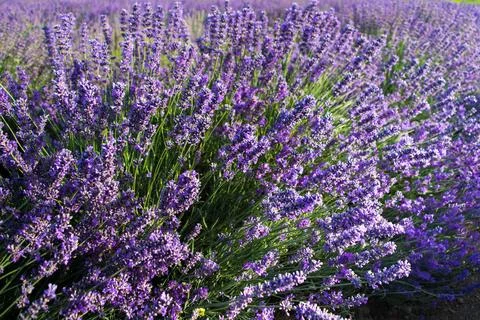 Lavender field Stock Photos