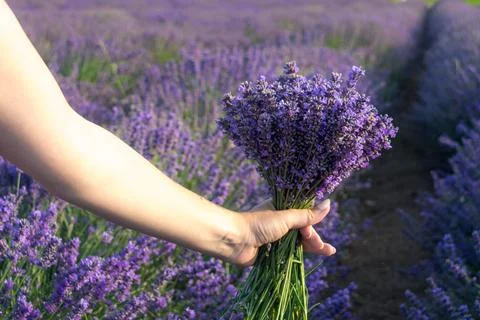 Lavender field Stock Photos