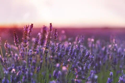 Lavender field Stock Photos