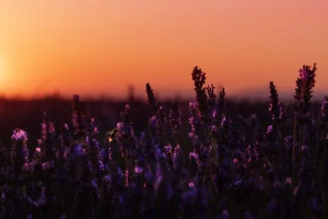 Lavender field Stock Photos