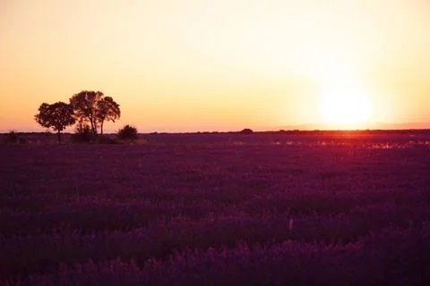 Lavender field Stock Photos