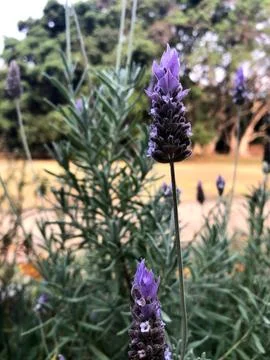 Lavender in a field Stock Photos